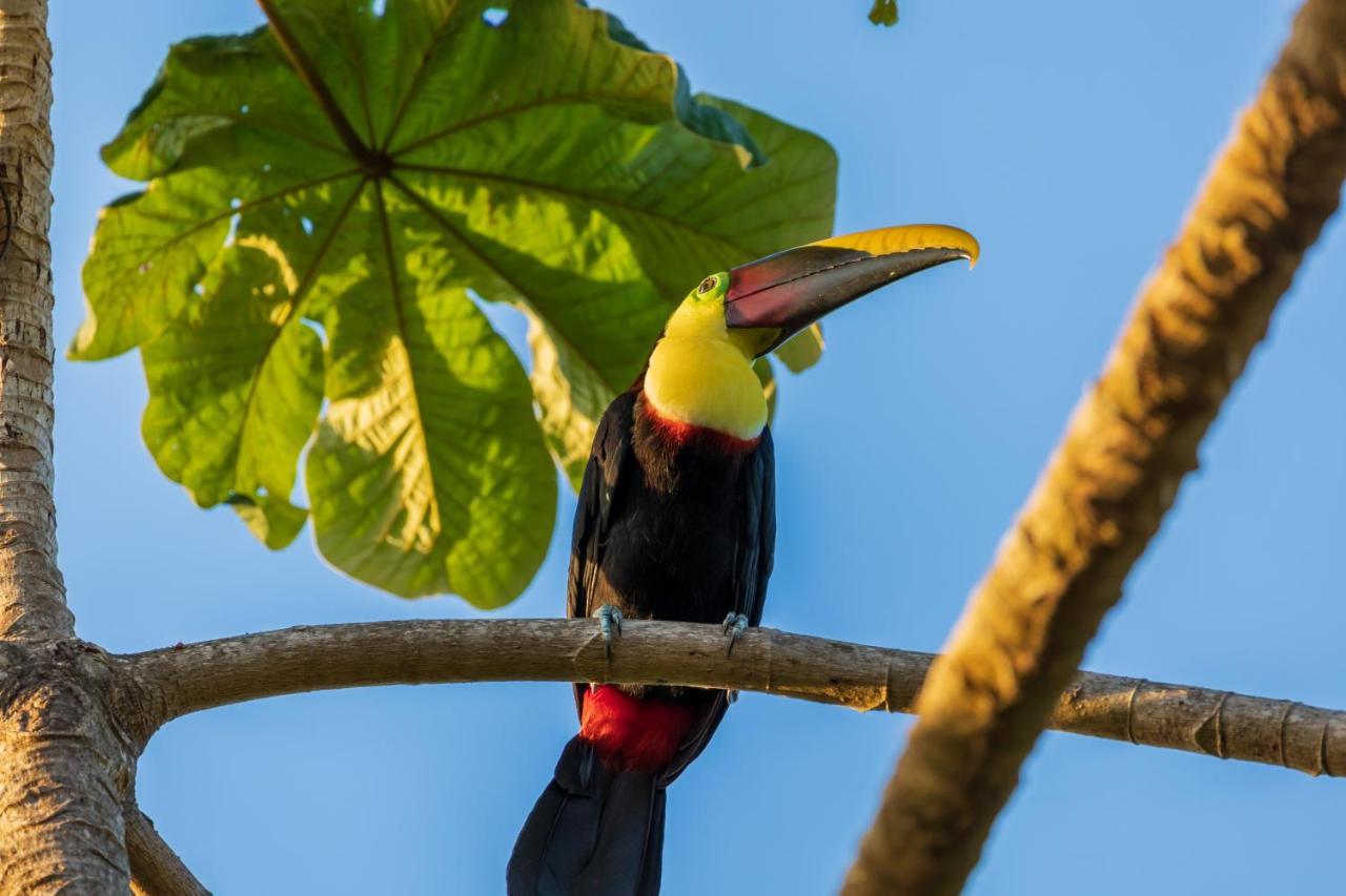 Punta Marenco Lodge Drake Bay Bagian luar foto